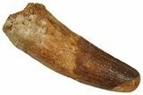 Fossil Spinosaurus Tooth - Feeding Worn Tip #354809-1